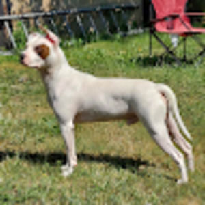 Meet your Posher, Hector